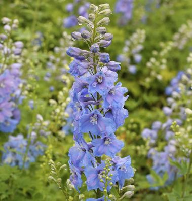 Rittersporn Summer Skies - Delphinium Pacific