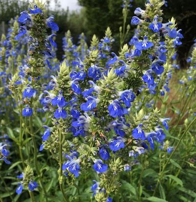 Pfeffer Salbei - Salvia uliginosa