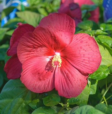 Staudeneibisch Nippon Red 20-30cm - Hibiscus moscheutos