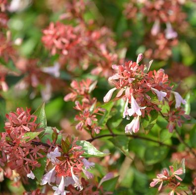 Großblütige Abelie Raspberry Profusion 30-40cm - Abelia grandiflora