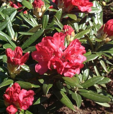 Inkarho - Rhododendron Bohlkens Roter Stern 30-40cm - Rhododendron