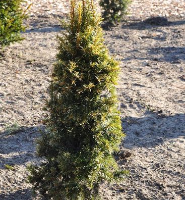 Gelbe Eibe 20-25cm - Taxus baccata Aurea