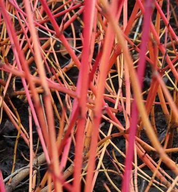 Orangerindiger Hartriegel Annys Winter Orange 100-125cm - Cornus sanguinea