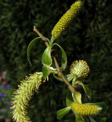 Silberweide 60-80cm - Salix alba