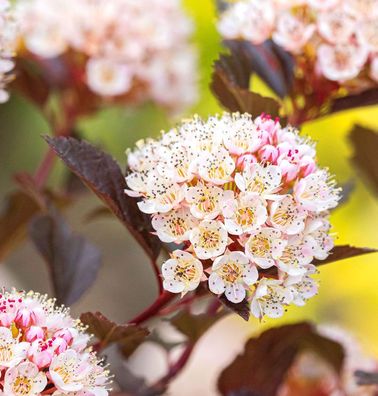 Blasenspiere Black Panther® 60-80cm - Physocarpus opulifolius