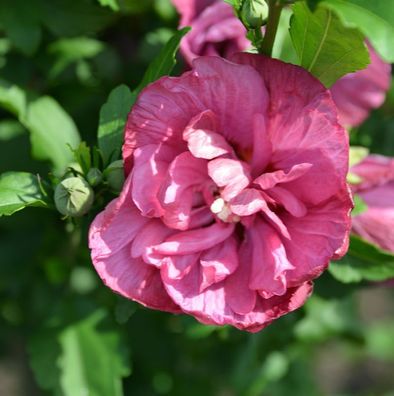 Garteneibisch Flower Tower Ruby 80-100cm - Hibiscus syriacus