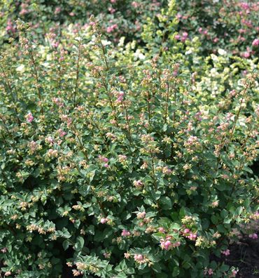 Schneebeere Symphony Rave 30-40cm - Symphoricarpos