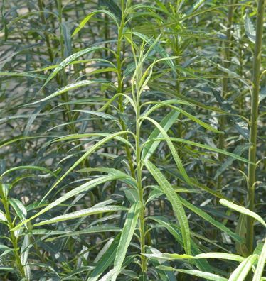Gelbholzige Weißweide 40-50cm - Salix alba