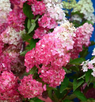 Rispenhortensie Pink and Rose 30-40cm - Hydrangea paniculata