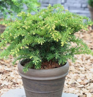 Tafeleibe 20-25cm - Taxus baccata