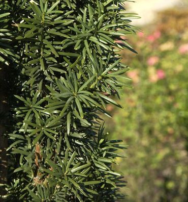 Säuleneibe 30-40cm - Taxus baccata Fastigiata Robusta