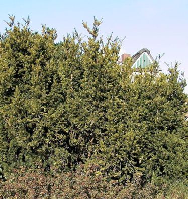 Eibe Hillii 20-25cm - Taxus media