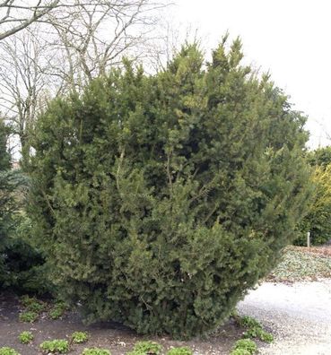 Bechereibe 20-25cm - Taxus media