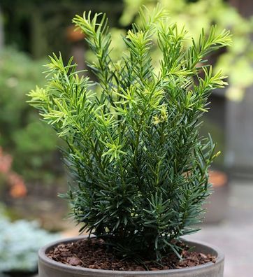 Japanische Zwergeibe Lescow 20-25cm - Taxus cuspidata