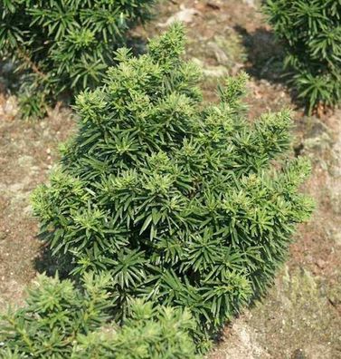 Zwerg Eibe Fips 15-20cm - Taxus baccata