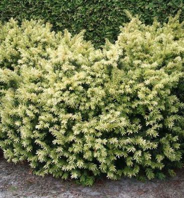 Breitwachsende Goldeibe Golden Nugget 20-25cm - Taxus baccata