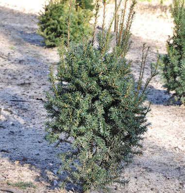 Eibe Typ Enno Hinrichs 20-25cm - Taxus baccata