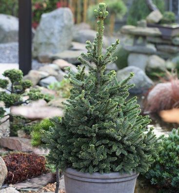 Zwergfichte Wills Zwerg 50-60cm - Picea abies