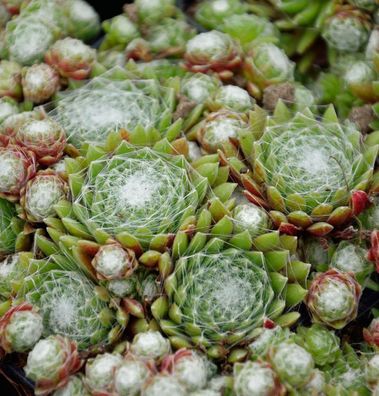 Spinnweb Hauswurz - Sempervivum arachnoideum