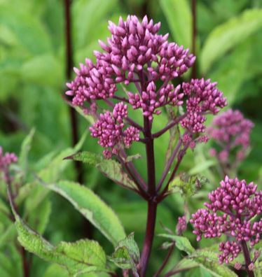 Wasserdost Purple Bush - Eupatorium fistulosum