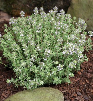 Gewürz Thymian - großer Topf - Thymus vulgaris