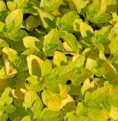 Wilder Majoran Norton Gold - Origanum vulgare