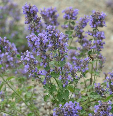 Katzenminze Blauknirps - Nepeta faassenii