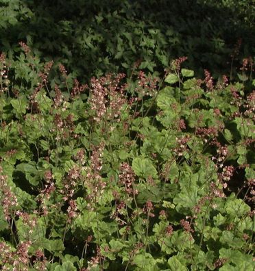 Teppich Purpurglöckchen - Heucherella tiarelloides