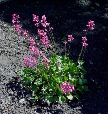 Purpurglöckchen - Heuchera sanguinea