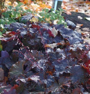 Purpurglöckchen Ruby Veil - Heuchera micrantha