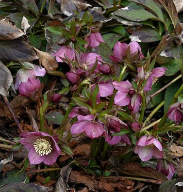 Christrose Lenzrose Metallic Blue - Helleborus orientalis