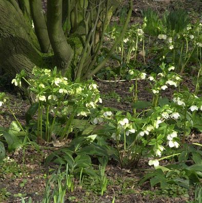 Christrose Lenzrose Bollene - Helleborus orientalis