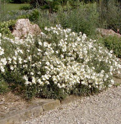 Apenninen-Sonnenröschen Weiß - Helianthemum apenninum