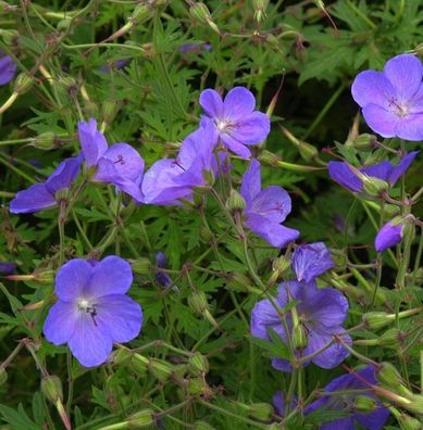 Pracht Storchschnabel Blue Blood - Geranium magnificum