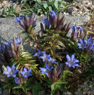 Kaukasus-Enzian - Gentiana septemfida