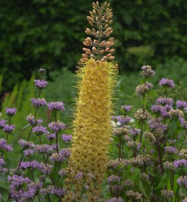 Steppenkerze Pinokkio - Eremurus isabellinus