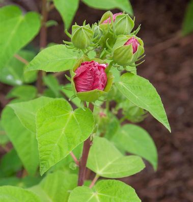 Sumpfeibisch Fireball - Hibiscus moscheutos