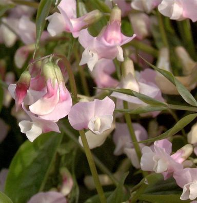 Wald Wicke Alboroseus - Lathyrus vernus