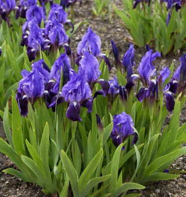 Zwergschwertlilie Cyanea - Iris barbata nana