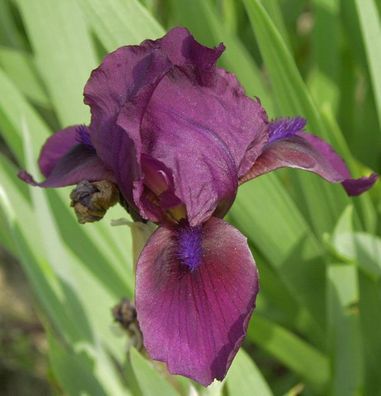 Zwergschwertlilie Cherry Garden - Iris barbata nana