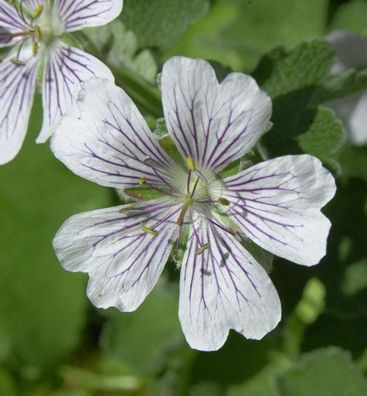 Kaukasus Storchschnabel - Geranium renardii