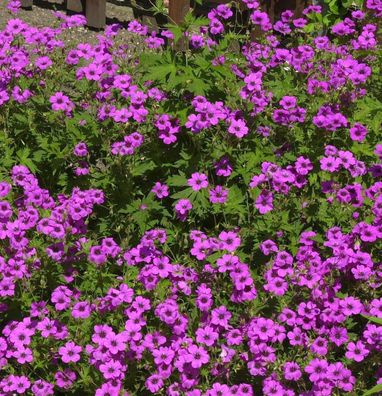 Schwarzäugiger Storchschnabel Ivan - Geranium psilostemon