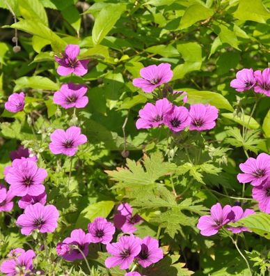 Schwarzäugiger Storchschnabel Dragon Heart - Geranium psilostemon