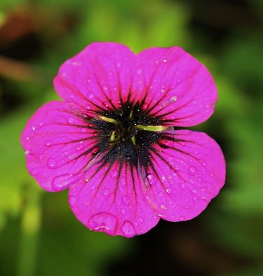 Schwarzäugiger Storchschnabel Ann Folkard - Geranium psilostemon