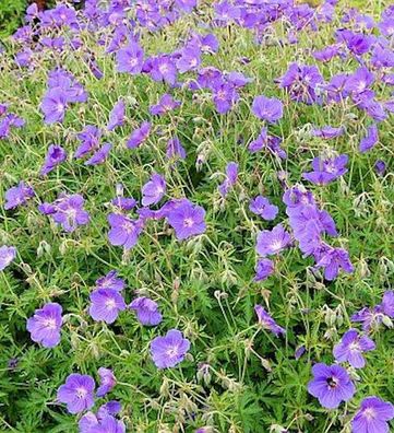 Wiesenstorchschnabel Orion - Geranium pratense