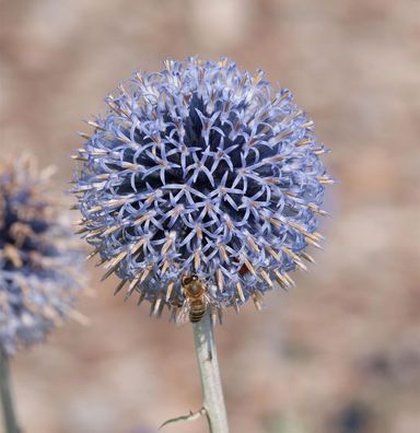 Kugeldistel Veitch Blue - Echinops ritro