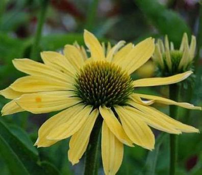 Sonnenhut Sundown - Echinacea purpurea