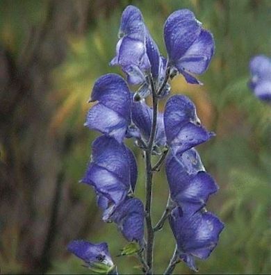 Herbsteisenhut Newry Blue - Aconitum carmichaelii