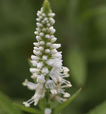 Polsterveronika Icicle - Veronica spicata