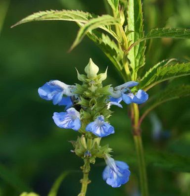 Pfeffer Salbei African Skies - Salvia uliginosa